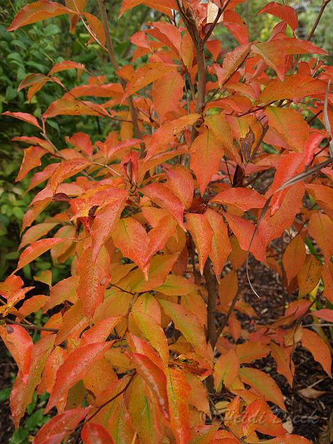 Stewartia gemmata herbstnah.jpg